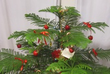 Norfolk pine Christmas tree